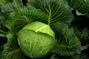 /AQQURA cabbage/