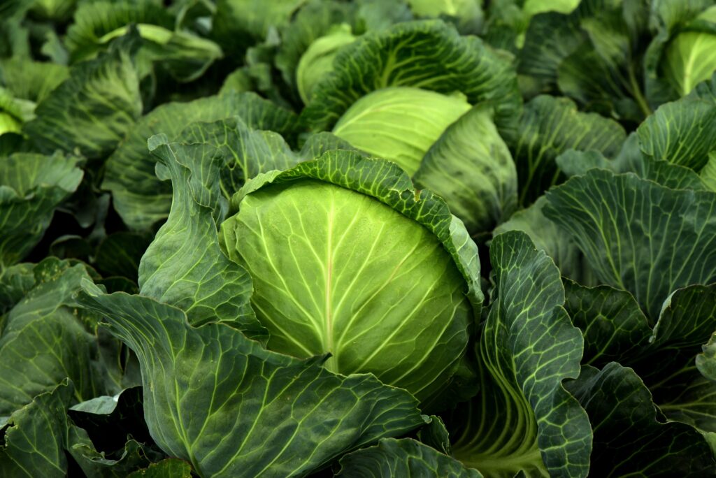 CABBAGE