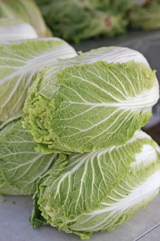 FRESH CABBAGE
