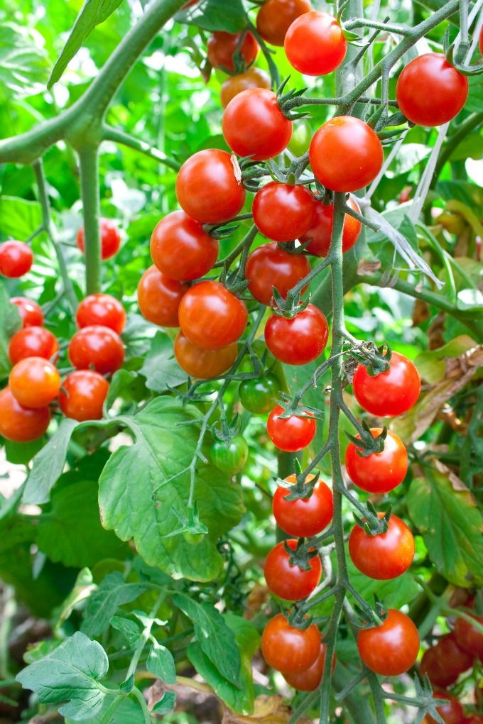 FRESH CERRY TOMATO
