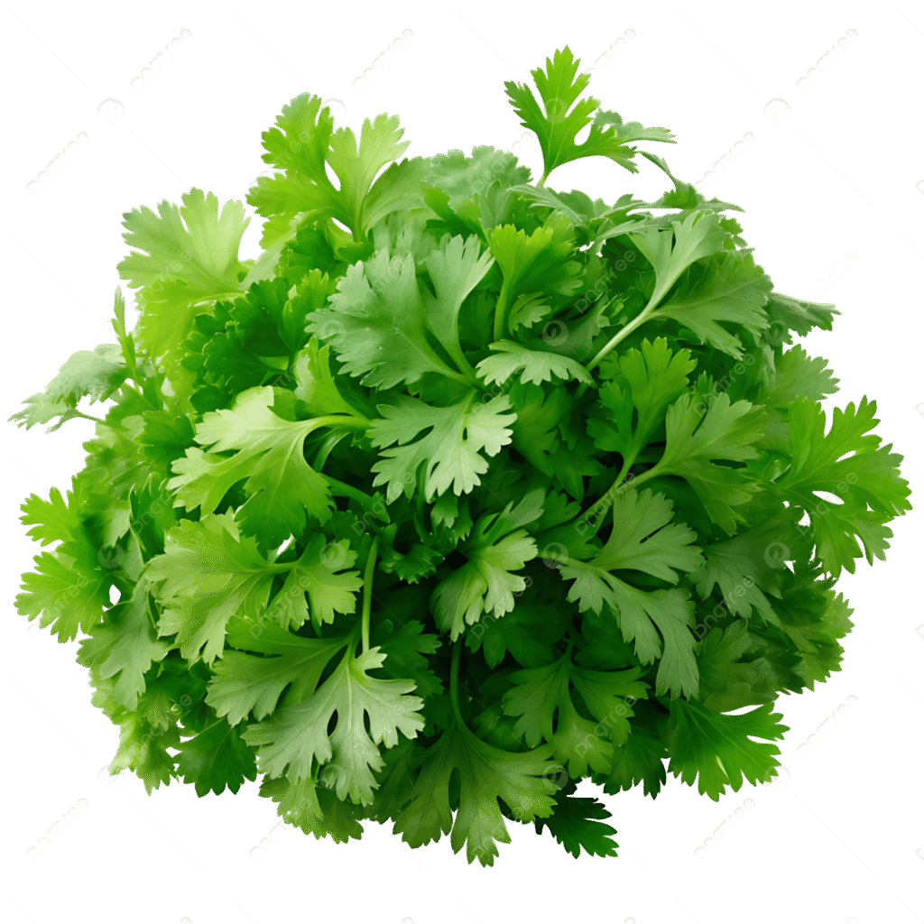 FRESH CORIANDER LEAVES