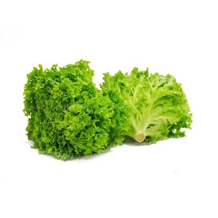 FRESH GREEN CORAL