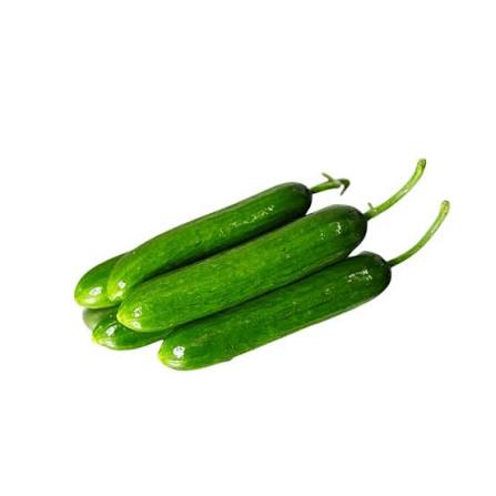 FRESH CUCUMBER