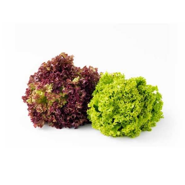 GREEN CORAL SALAD
