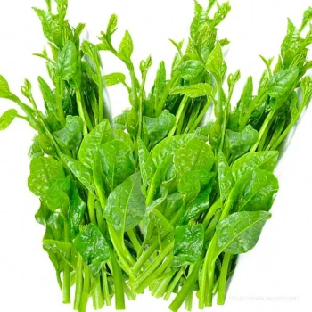 MALABAR SPINACH
