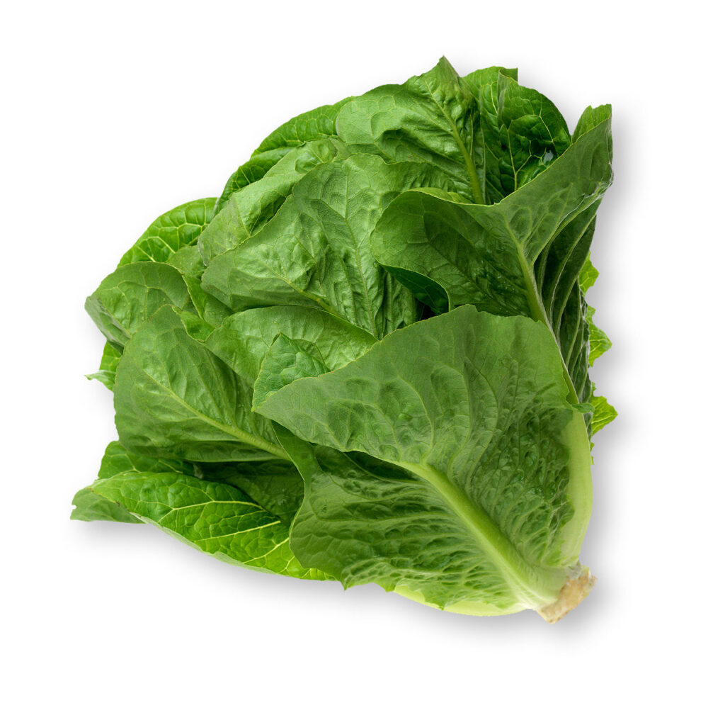 FRESH ROMAINE