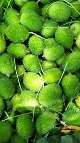 SPINE GOURD