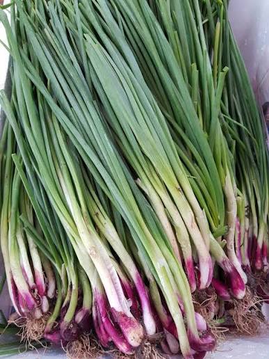 FRESH SPRING ONION