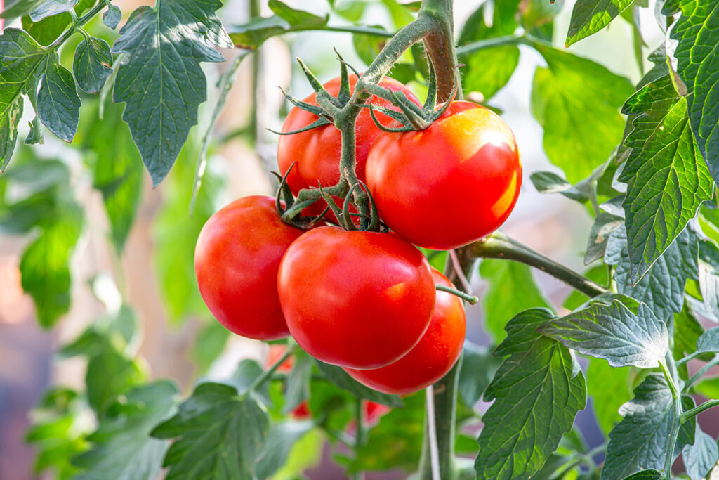 TOMATO