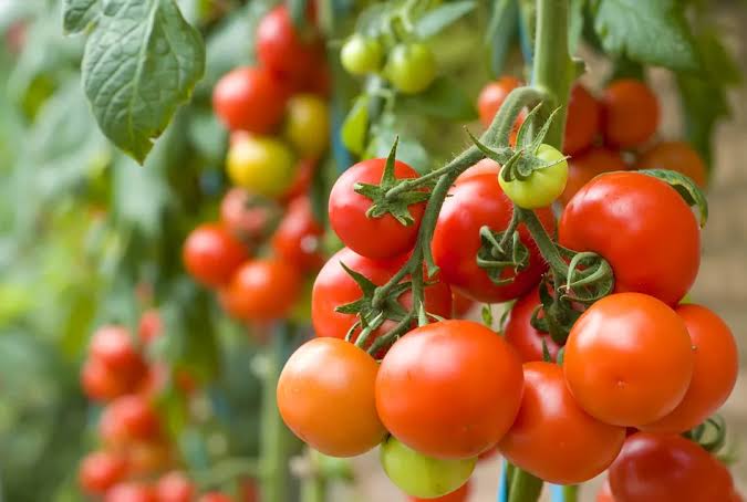 FRESH TOMATO