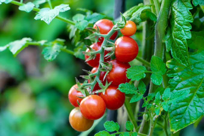 CERRY TOMATO