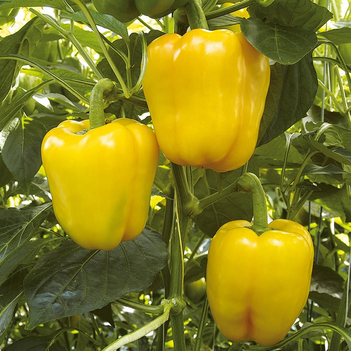 FRESH CAPSICUM YELLOW