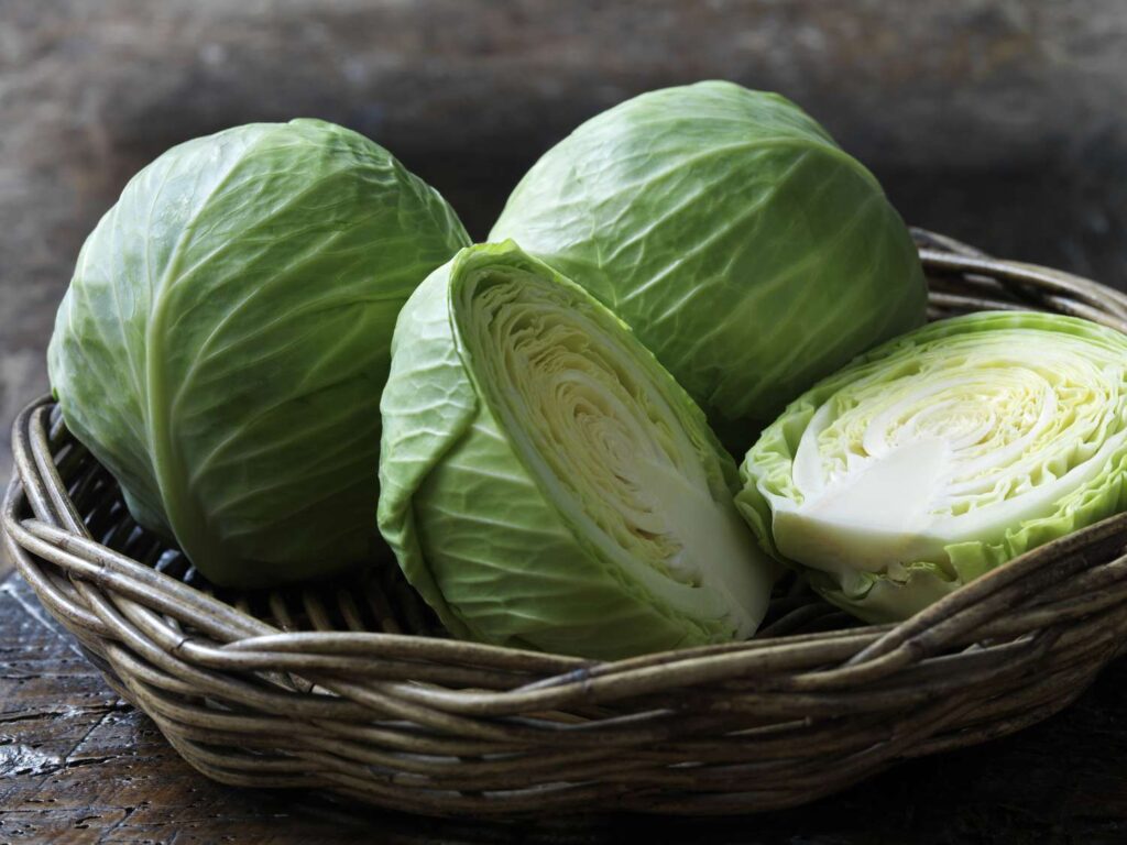 GREEN CABBAGE