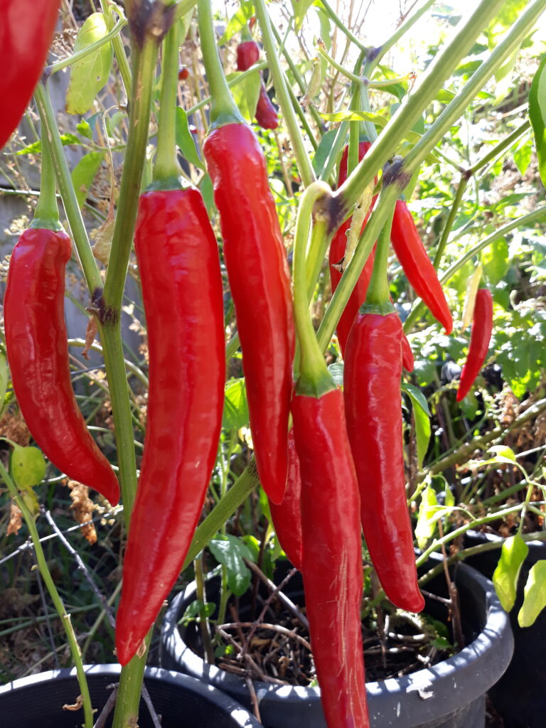 FRESH HOT CHILI RED